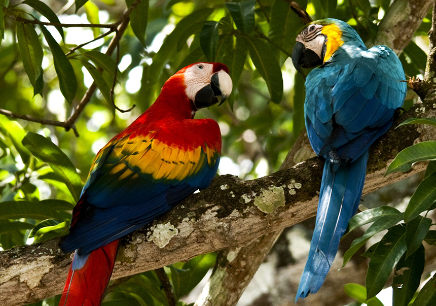 Panamá, paraíso de las aves