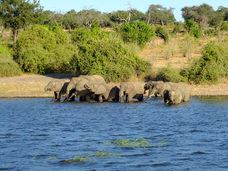 Descubriendo África Crucero/safari río Chobe