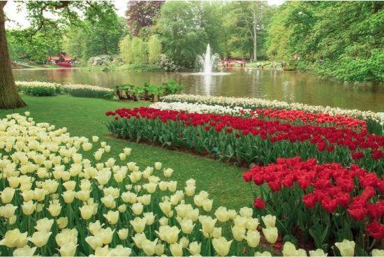 Tulipanes en el Parque de Keukenhof